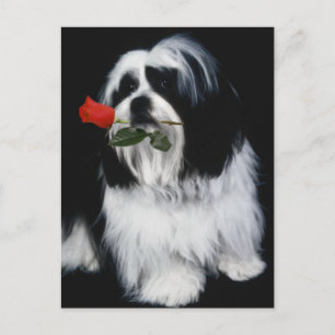 De Shih Tzu Dog Briefkaart