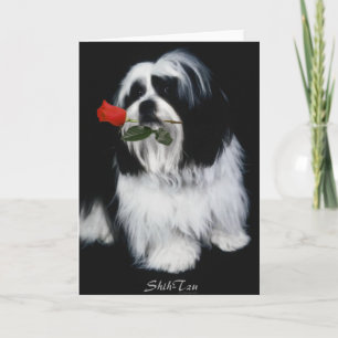 De Shih Tzu Dog Kaart