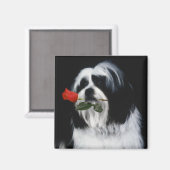 De Shih Tzu Dog Magneet (Voorkant / Achterkant)