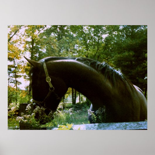 De Shy Horse Poster (Voorkant)