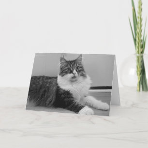 De Siberische Kaart van de Nota van de Kat