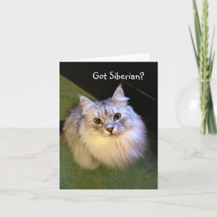 De Siberische Kaarten van de Nota van de Kat