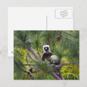 De Sifaka van Coquerel in het bos Briefkaart (Voorkant / Achterkant)
