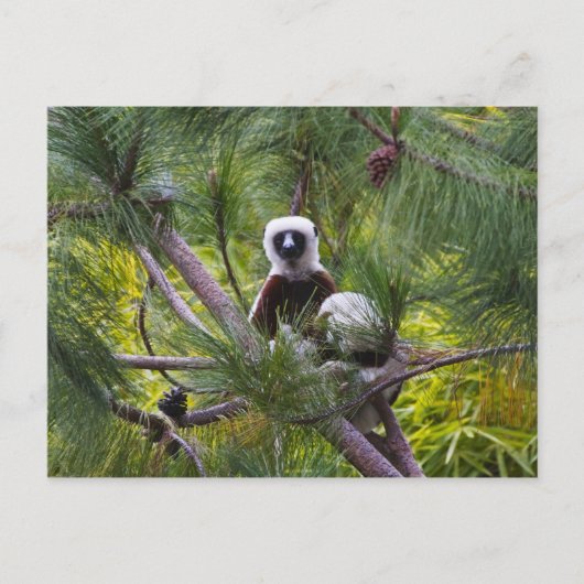 De Sifaka van Coquerel in het bos Briefkaart (Voorkant)