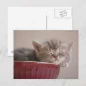 De Slaap van het katje in een Kom Briefkaart (Voorkant / Achterkant)