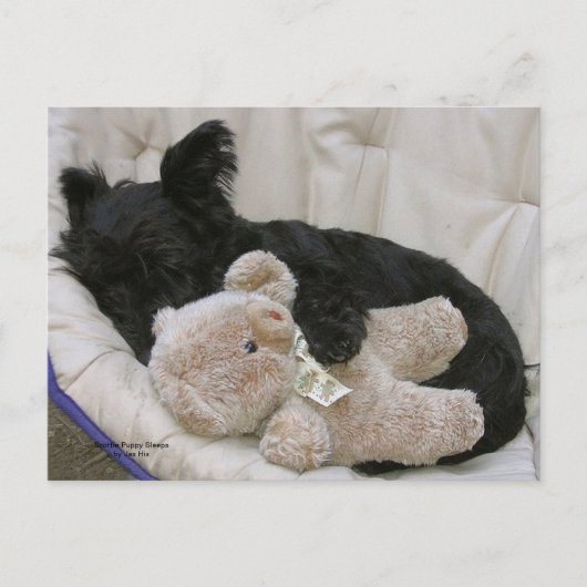 De Slaap van het Puppy van Scottie Briefkaart (Voorkant)