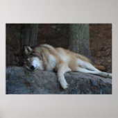 De slaapwolf poster (Voorkant)