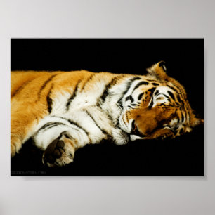 De slapende Amur-print Poster