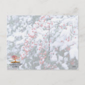 De sneeuw Behandelde Bessen van de Hulst - de Feestdagenkaart (Achterkant)