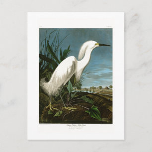 De sneeuw Vogels van Audubon van de Aigrette van Briefkaart