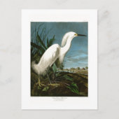 De sneeuw Vogels van Audubon van de Aigrette van Briefkaart (Voorkant)