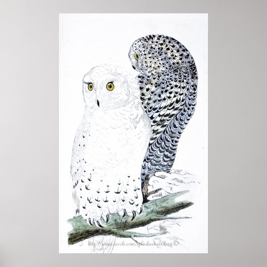 "De Snowy Owl ~Official bird of Quebec" Poster (Voorkant)