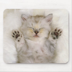 De Souris Chaton dormant sur un tapis pelucheux blanc, haut
