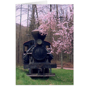 DE SPECIALE CHERRY BLOSSOM VAN SHARON SHARPE