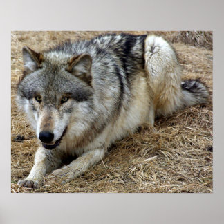 De speelwolf poster