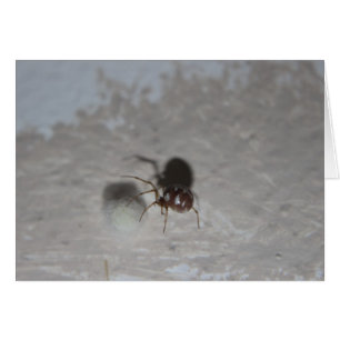 De Spin van Bitsy van Itsy #2