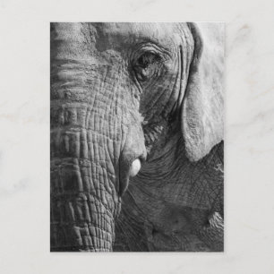 De Spion van het oog Briefkaart