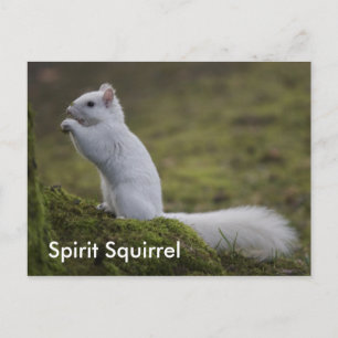 De Spirit Eekhoorns van het Westen Briefkaart