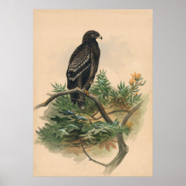 De spottende adelaar van Joseph Wolf Poster