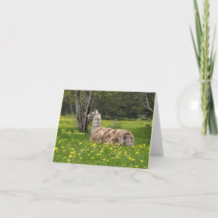 De sprekende Kaarten van de Lama