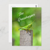 De sprinkhaan briefkaart (Voorkant / Achterkant)