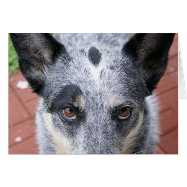 De staar neer (Voorkant Horizontaal)