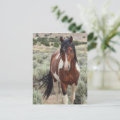 De Stallion Briefkaart (Staand voorkant)