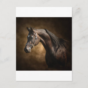 De Stallion Briefkaart
