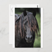 De Stallion Briefkaart (Voorkant / Achterkant)