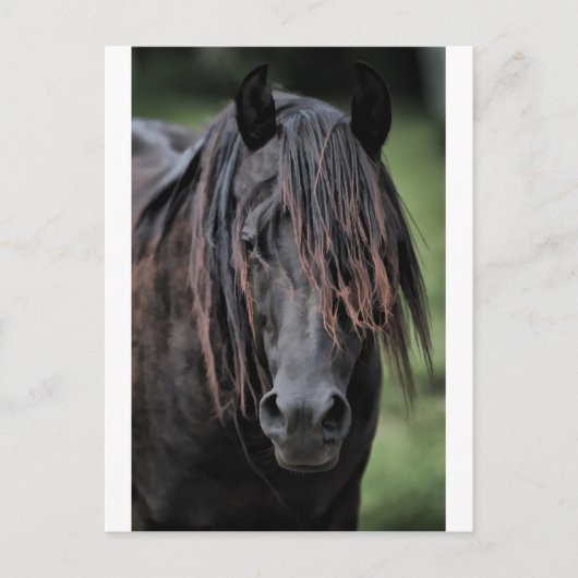 De Stallion Briefkaart (Voorkant)