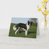 De Status van border collie Kaart (Gele Bloem)