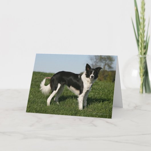 De Status van border collie Kaart (Voorkant)