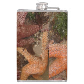 De Sterren van de zeester/van het Zee in het Heupfles (Achterkant)