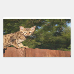De Sticker van de Rechthoek van de Kat van de
