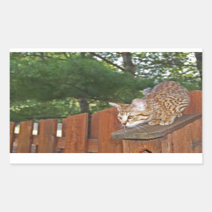 De Sticker van de Rechthoek van de Kat van de