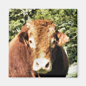 DE STIER MAGNEET (Voorkant)