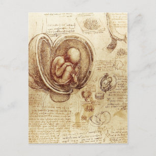 De Studies van da Vinci van Embryo's Briefkaart