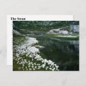 DE SWAN BRIEFKAART (Voorkant / Achterkant)