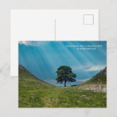 De Sycamore Tree Briefkaart (Voorkant / Achterkant)