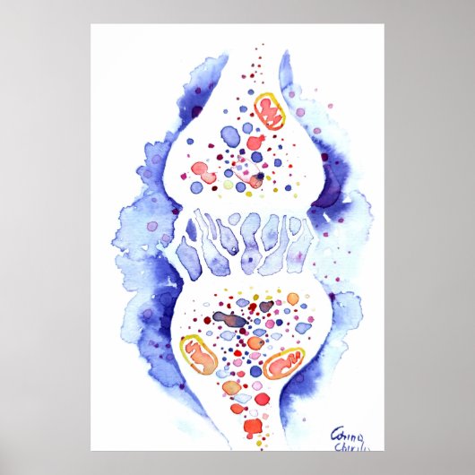 De synaps en de zenuwimpuls poster (Voorkant)