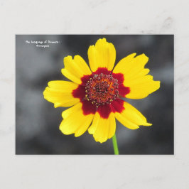 de taal van de bloemen : Coreopsis Briefkaart