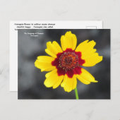 de taal van de bloemen : Coreopsis Briefkaart (Voorkant / Achterkant)