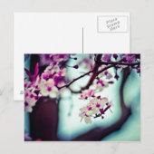 De Tak van de Bloesem van de kers Briefkaart (Voorkant / Achterkant)