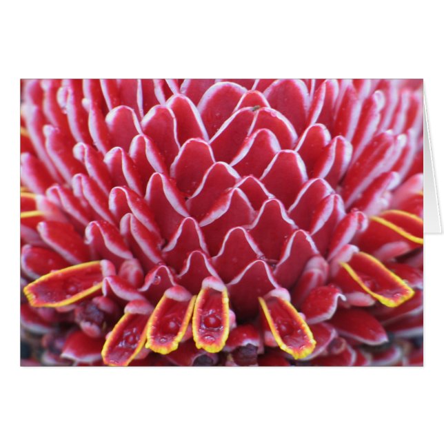 De tandmeter van de Kings (Voorkant Horizontaal)