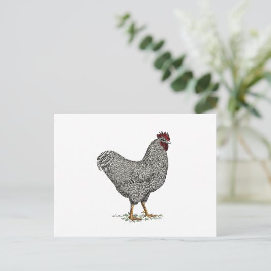 De Tekening van de Kip van Plymouth Rock Briefkaart (Staand voorkant)