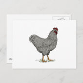 De Tekening van de Kip van Plymouth Rock Briefkaart (Voorkant / Achterkant)