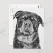 De Tekening van Rottweiler Briefkaart (Voorkant / Achterkant)