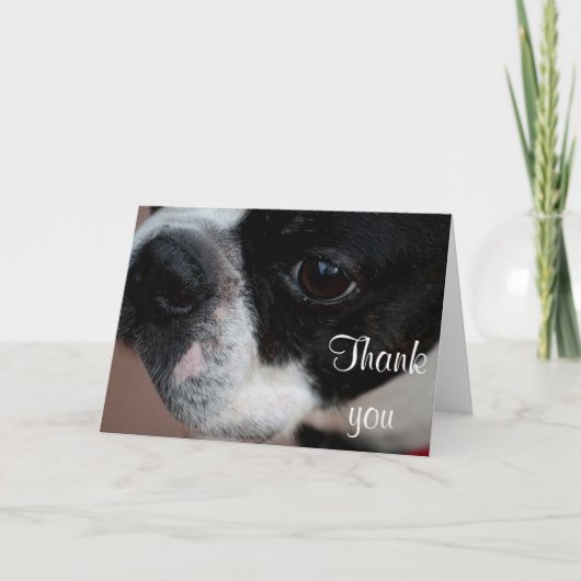 De terriër van Boston Bedankkaart (Voorkant)