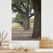 De Texas A&M-bomen Poster (Keuken)