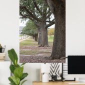 De Texas A&M-bomen Poster (Thuiskantoor)